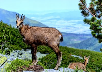 Half-day hike: chamois observation