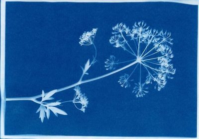 Atelier créatif : cyanotype